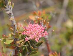 Image of Leucospermum royenifolium (Salisb. ex Knight) Stapf