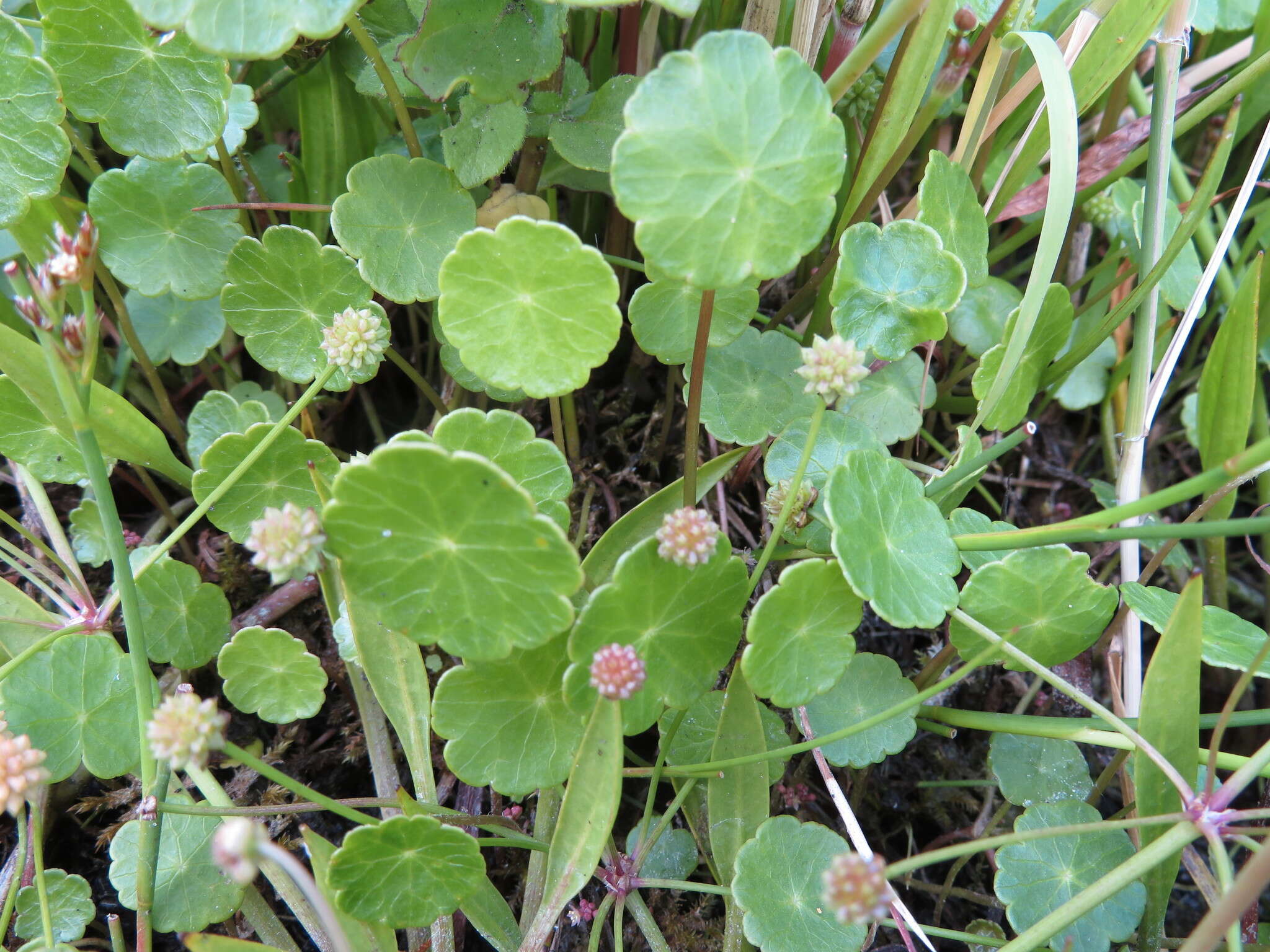 Image of Marsh Pennywort