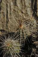 Image of Echinocereus parkeri subsp. gonzalezii (N. P. Taylor) N. P. Taylor