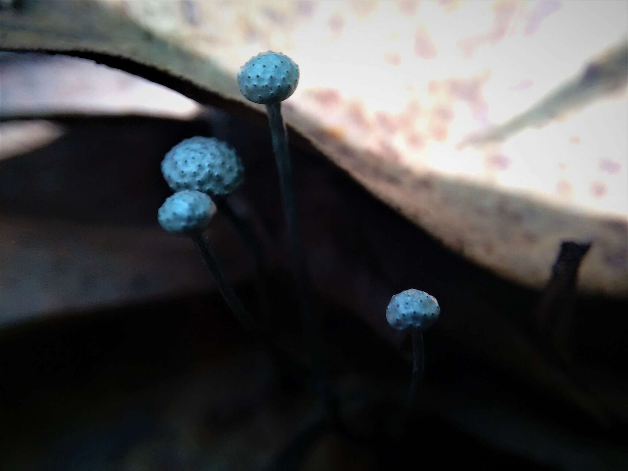 Image of Xylaria clusiae K. F. Rodrigues, J. D. Rogers & Samuels 1990