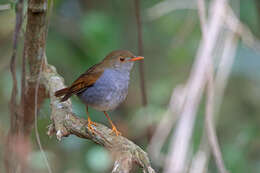 Image of Orange-billed Nightingale-Thrush