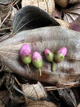 Image of Axinaea macrophylla (Naud.) Triana