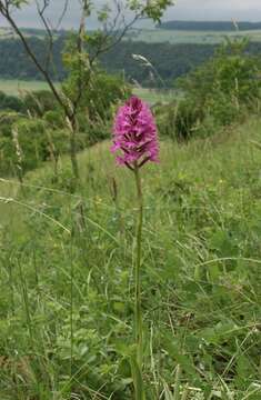 صورة Anacamptis pyramidalis (L.) Rich.