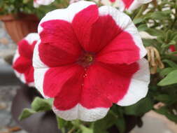 Image of petunia