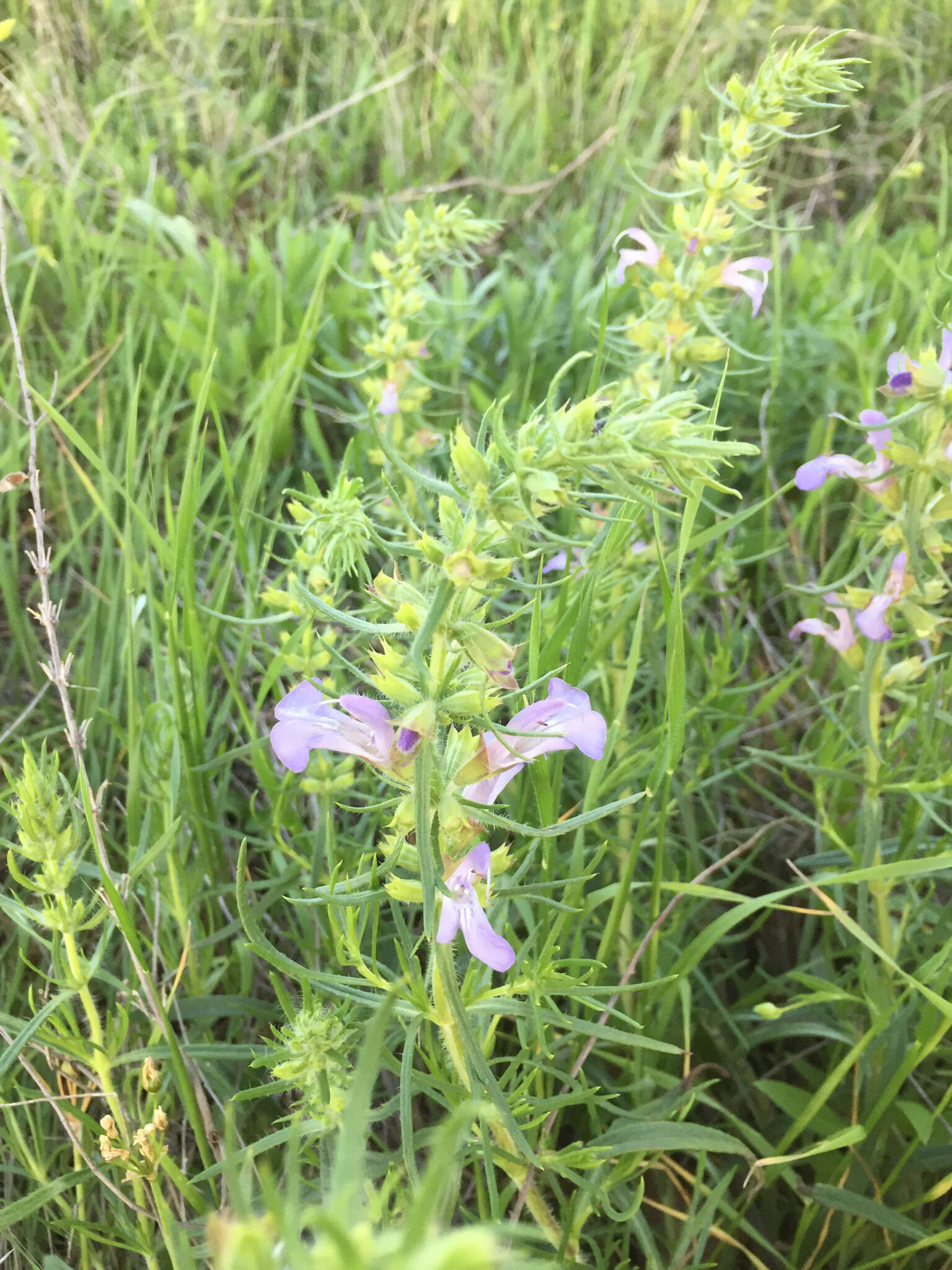 Sivun Salvia engelmannii A. Gray kuva