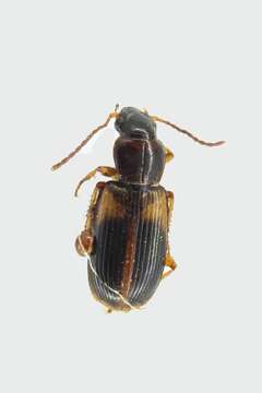 Image of Carabidae