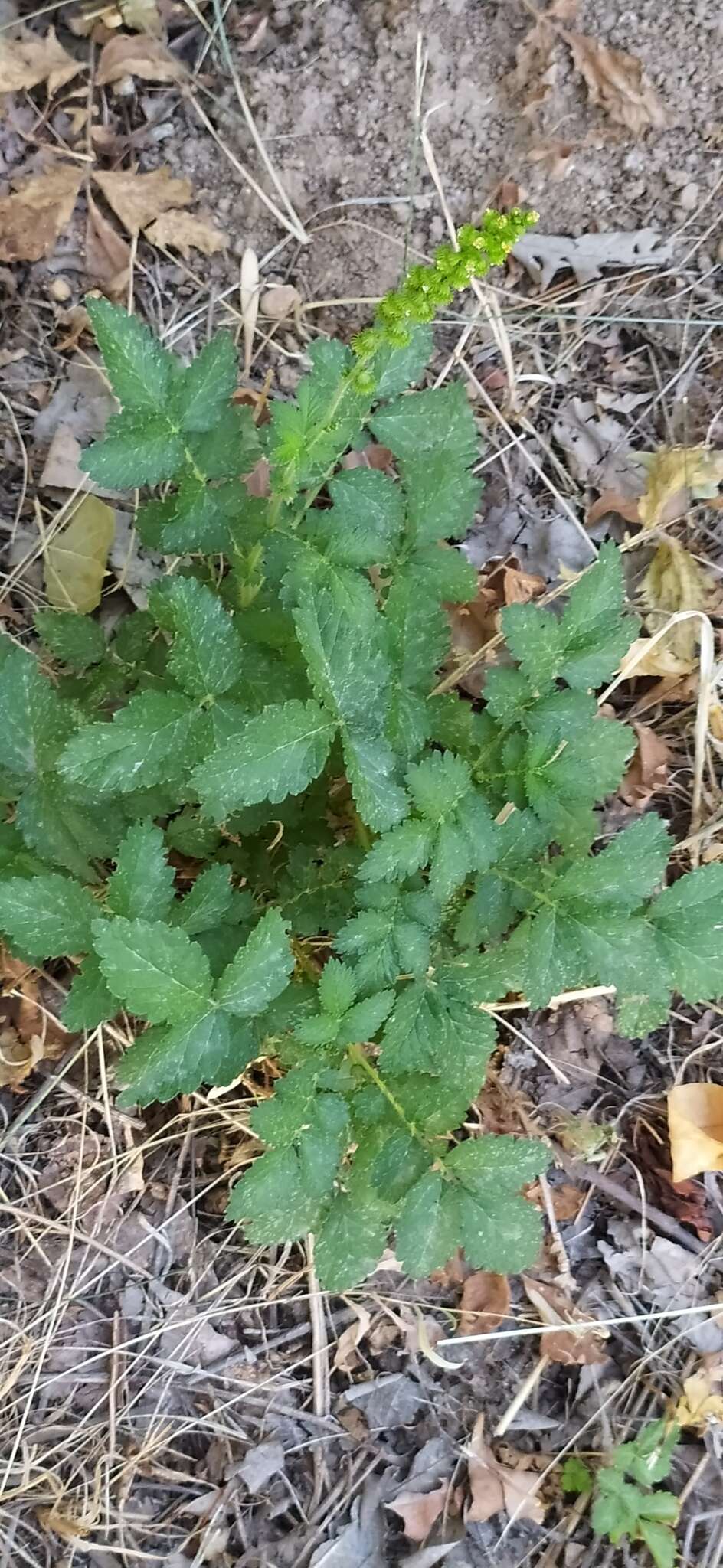 Image of Agrimonia eupatoria subsp. asiatica (Juz.) Skalicky