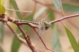 Image of Austrogomphus australis Selys 1854