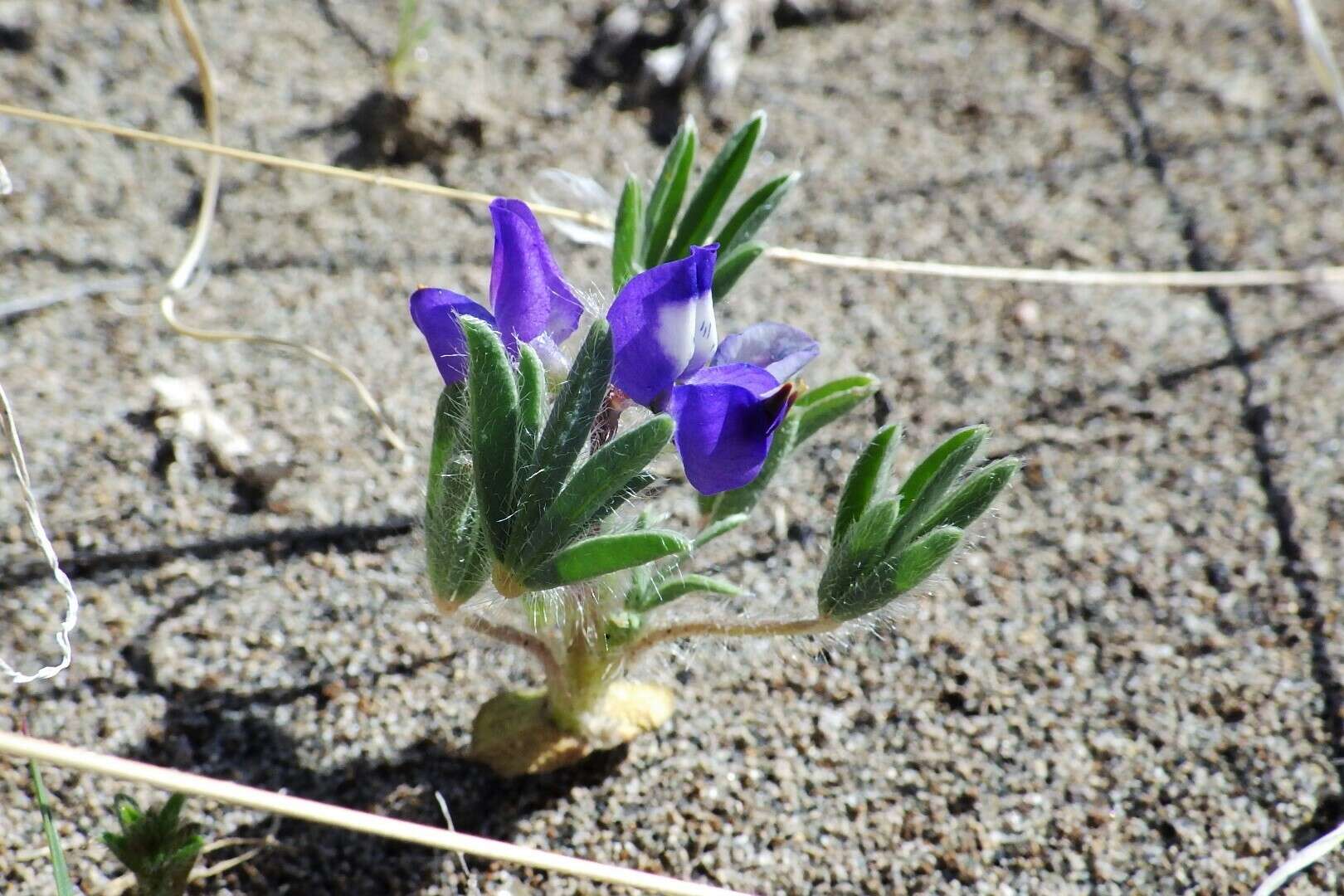 Image of rusty lupine