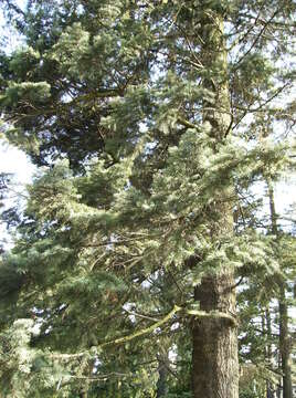 Image of white fir