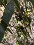 Imagem de Eucalyptus loxophleba subsp. lissophloia L. A. S. Johnson & K. D. Hill