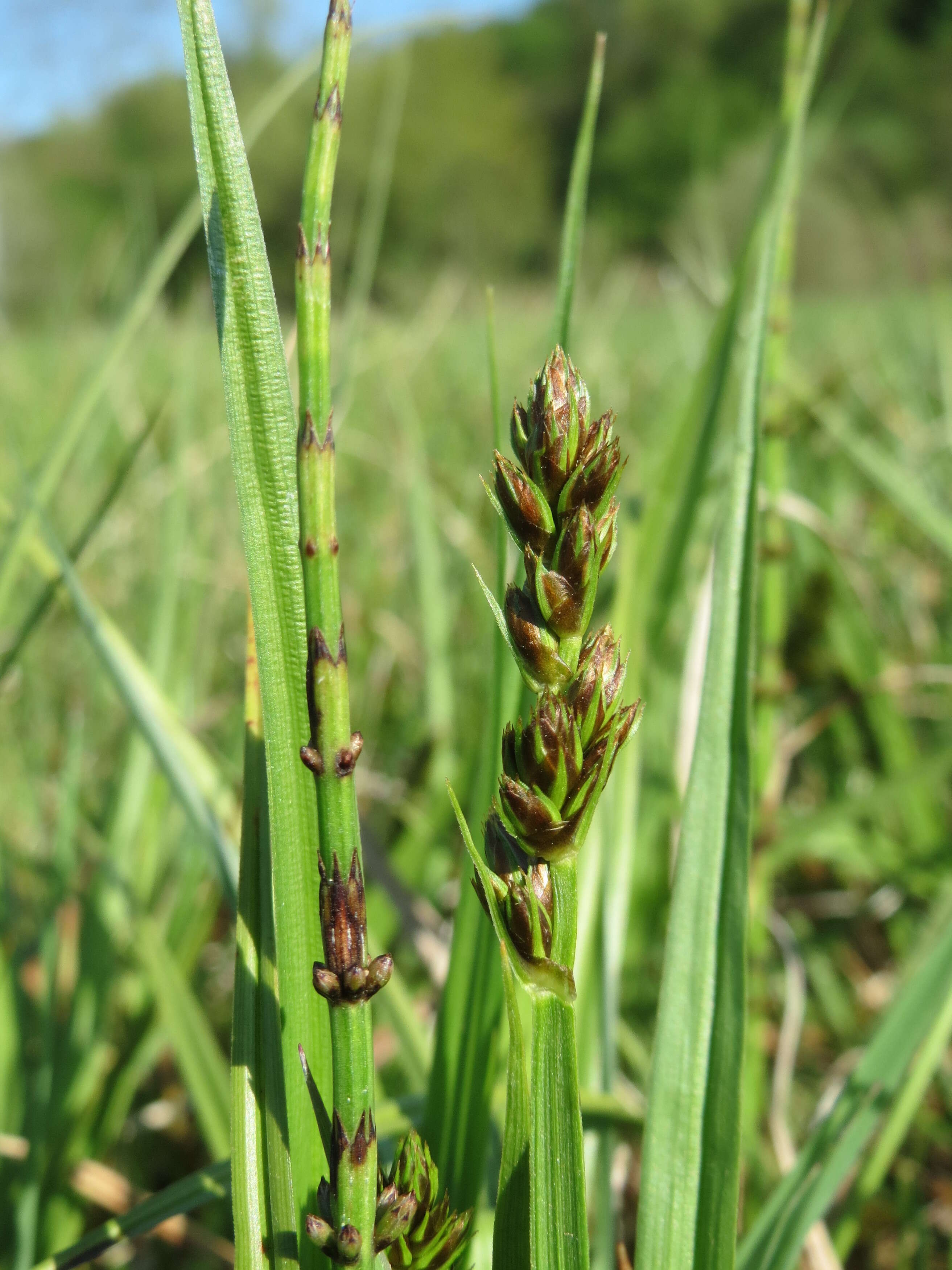 Image of Marsh Horsetail