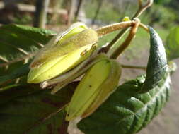 Image of Dubouzetia caudiculata Sprague