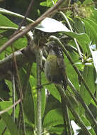 Image of Sooty-capped Bush Tanager