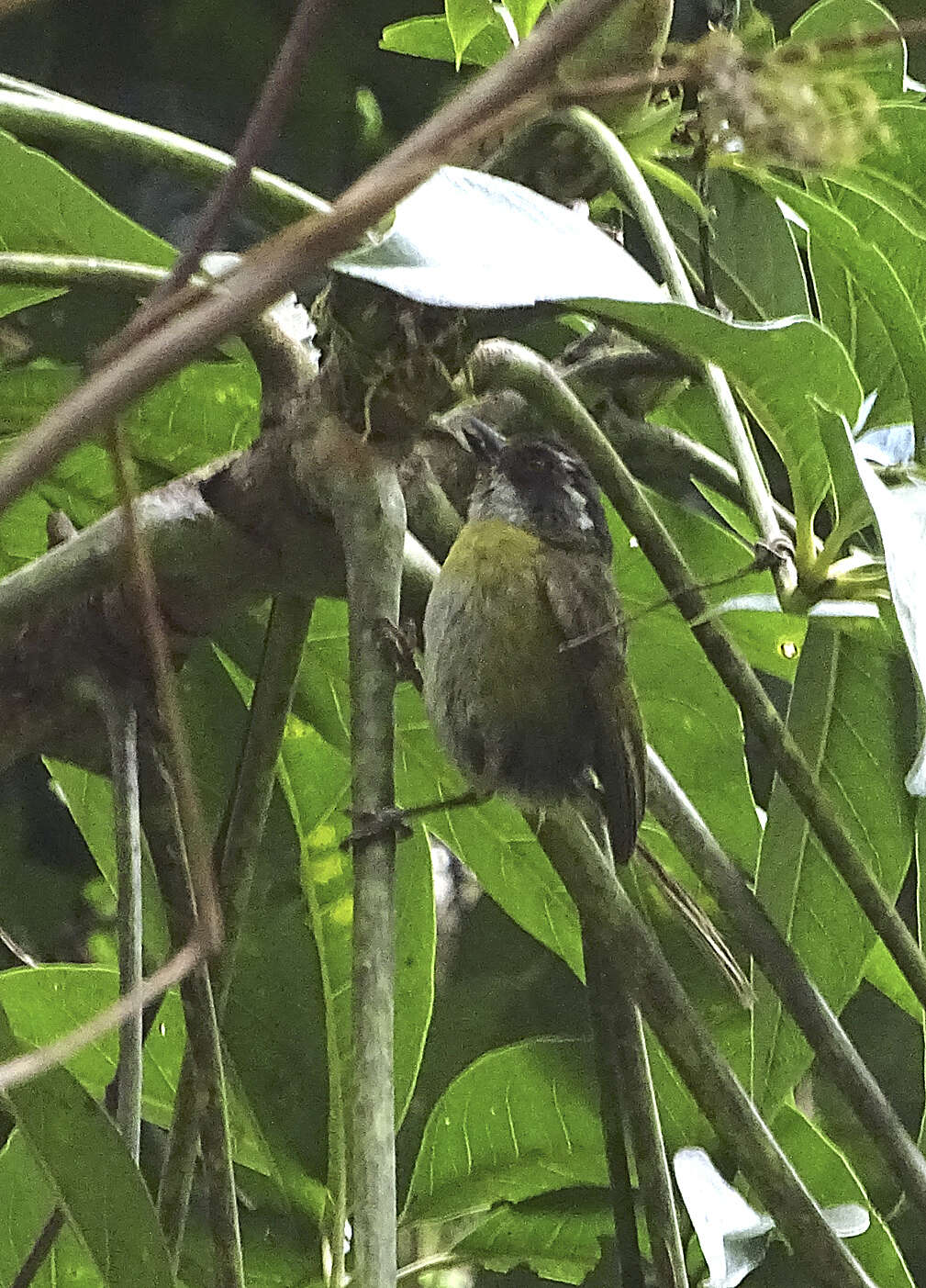 Image of Sooty-capped Bush Tanager