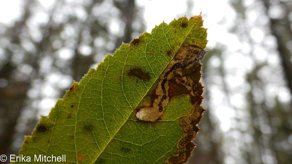 Image of Stigmella rosaefoliella (Clemens 1861) Wilkinson et al. 1979