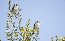 Image of European Goldfinch