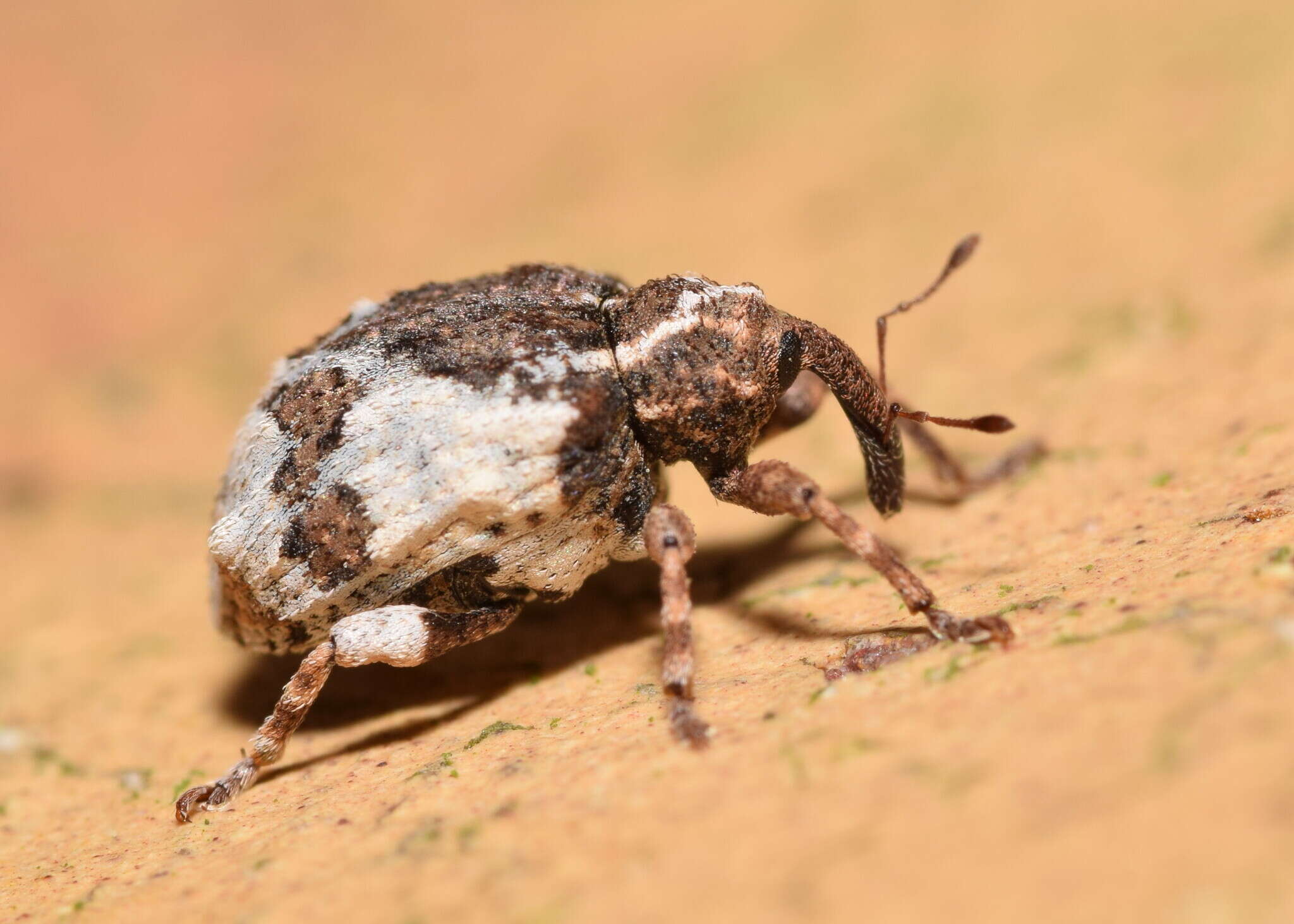 Image of Conotrachelus albocinereus Fiedler 1940