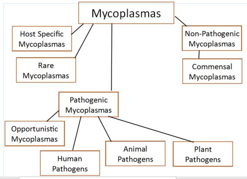 Image of Mycoplasma