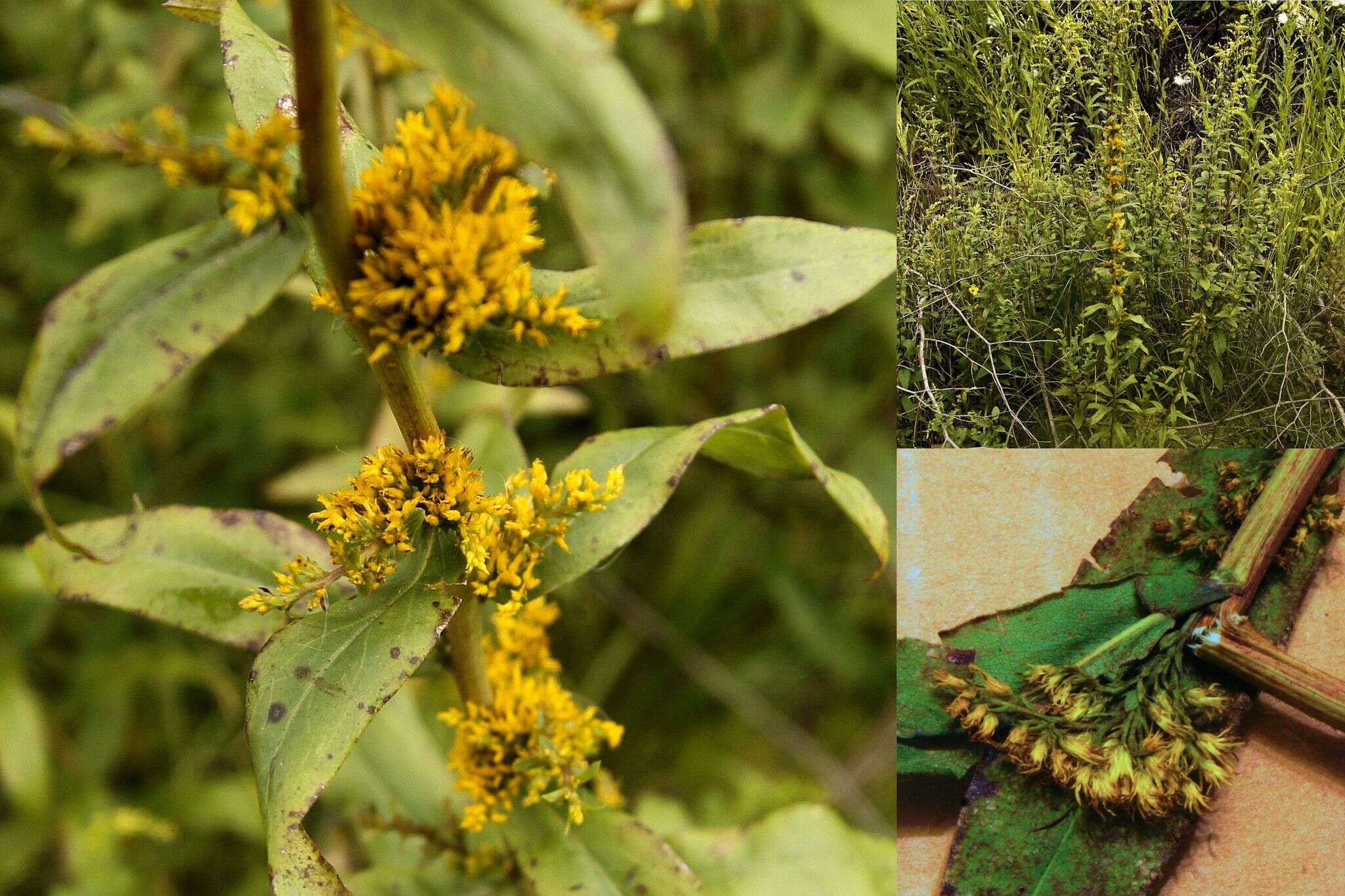 Image of anisescented goldenrod