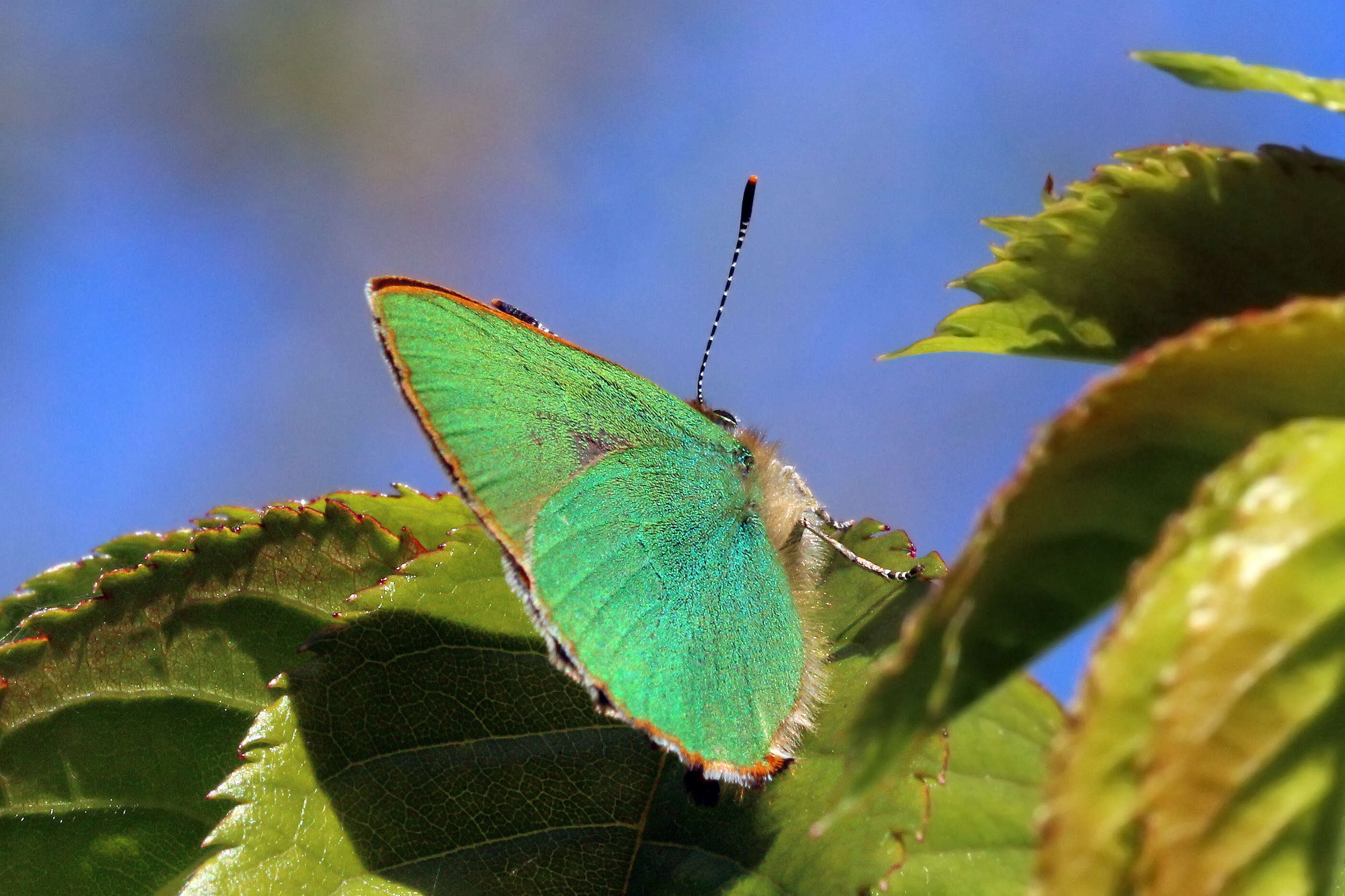 Plancia ëd Callophrys rubi (Linnaeus 1758)