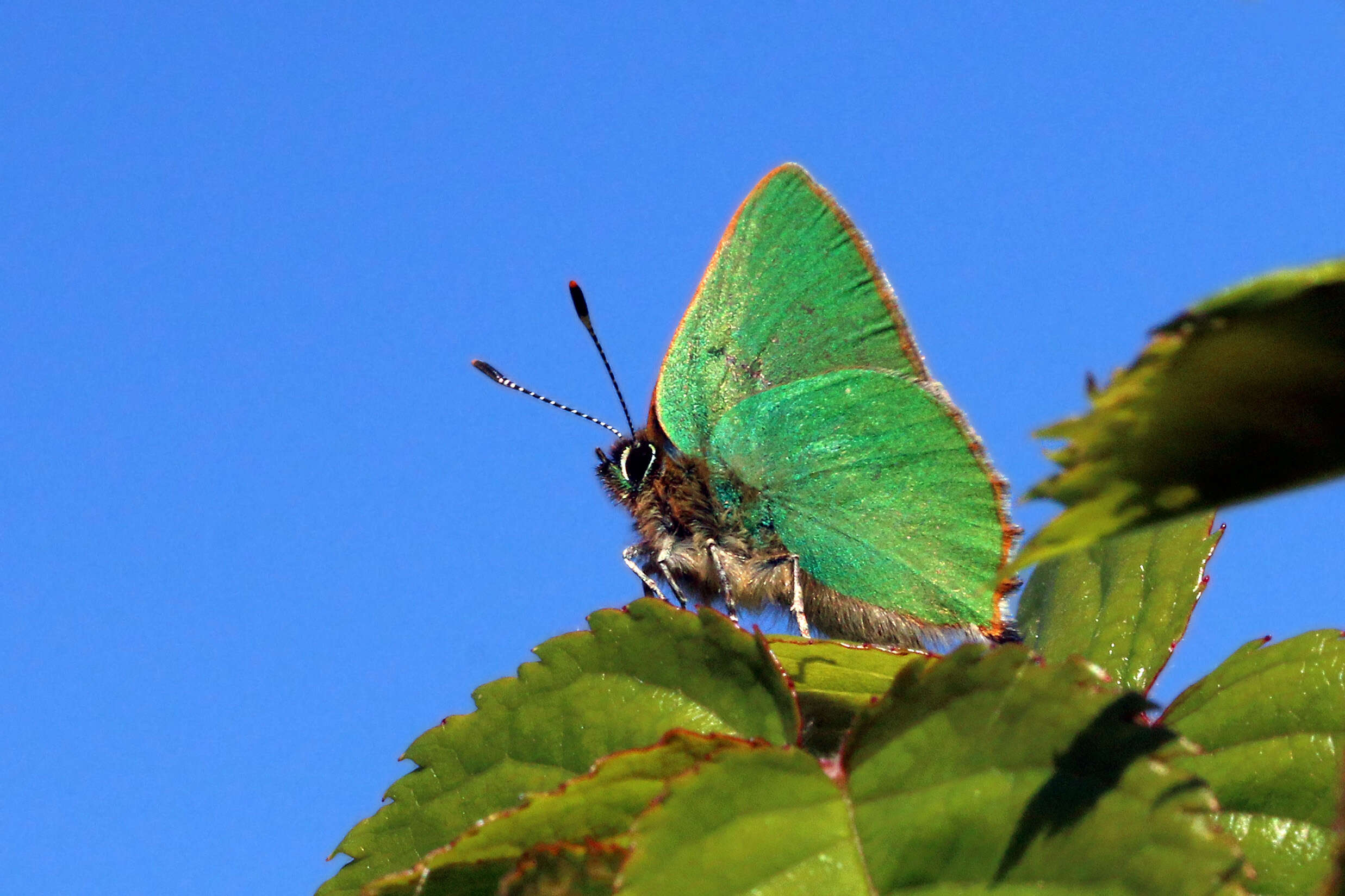 Plancia ëd Callophrys rubi (Linnaeus 1758)