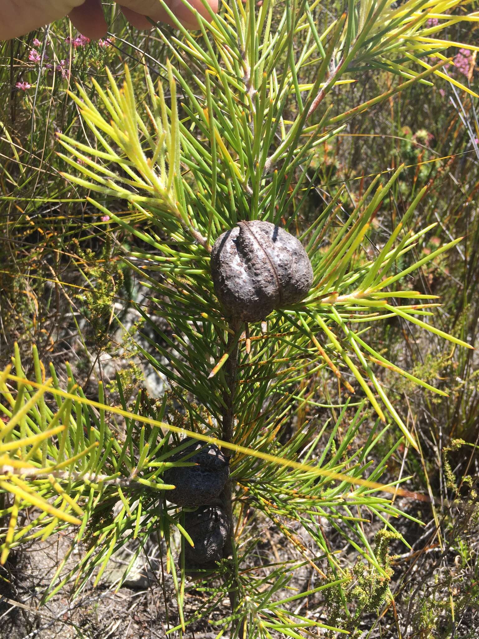 Image de Hakea gibbosa (Sm.) Cav.