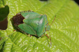 Image of Green shield bug