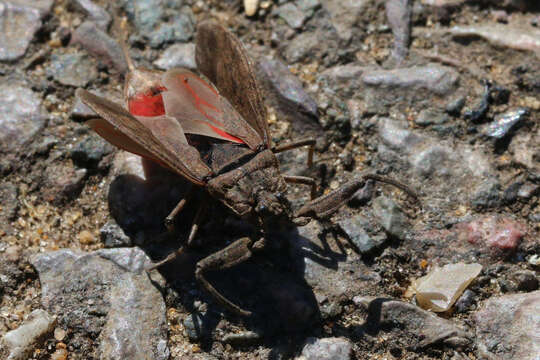 Image of Nepa Linnaeus 1758