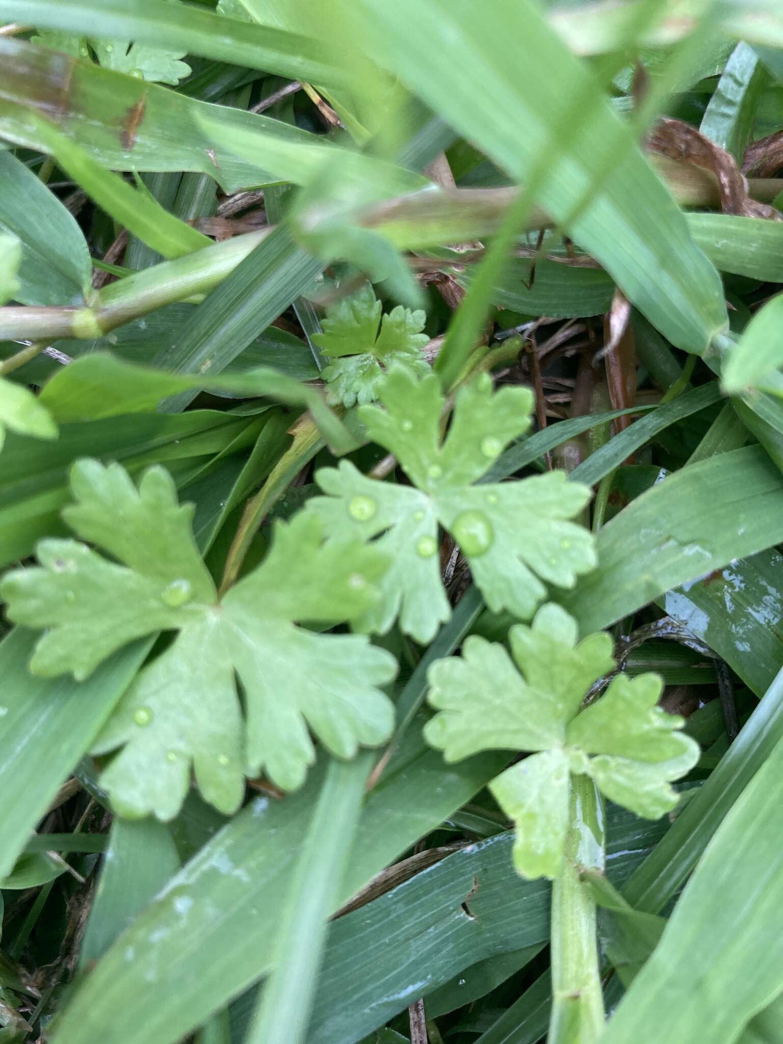 Imagem de Hydrocotyle batrachium Hance