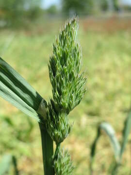 Image of Cocksfoot or Orchard Grass