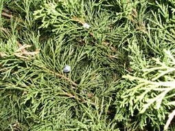 Imagem de Juniperus sabina L.