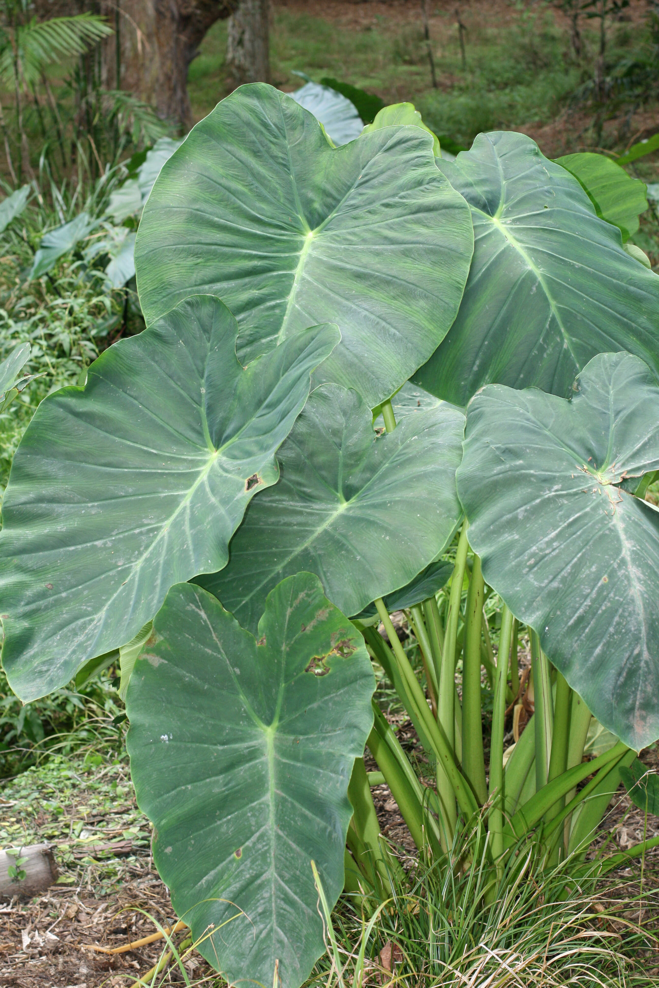 Image of Wild Taro