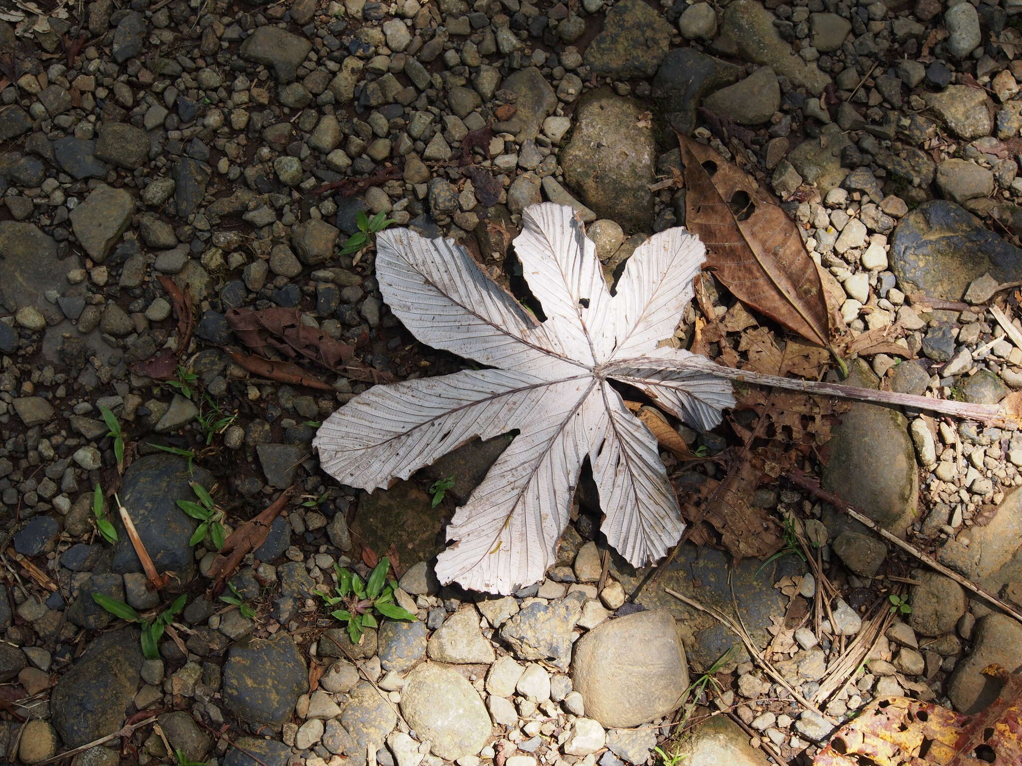 Cecropia insignis Liebm.的圖片