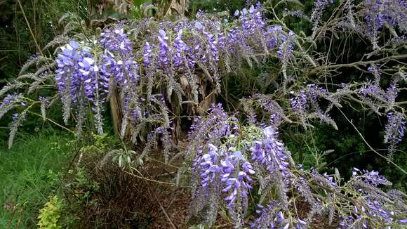 Image of Chinese wisteria