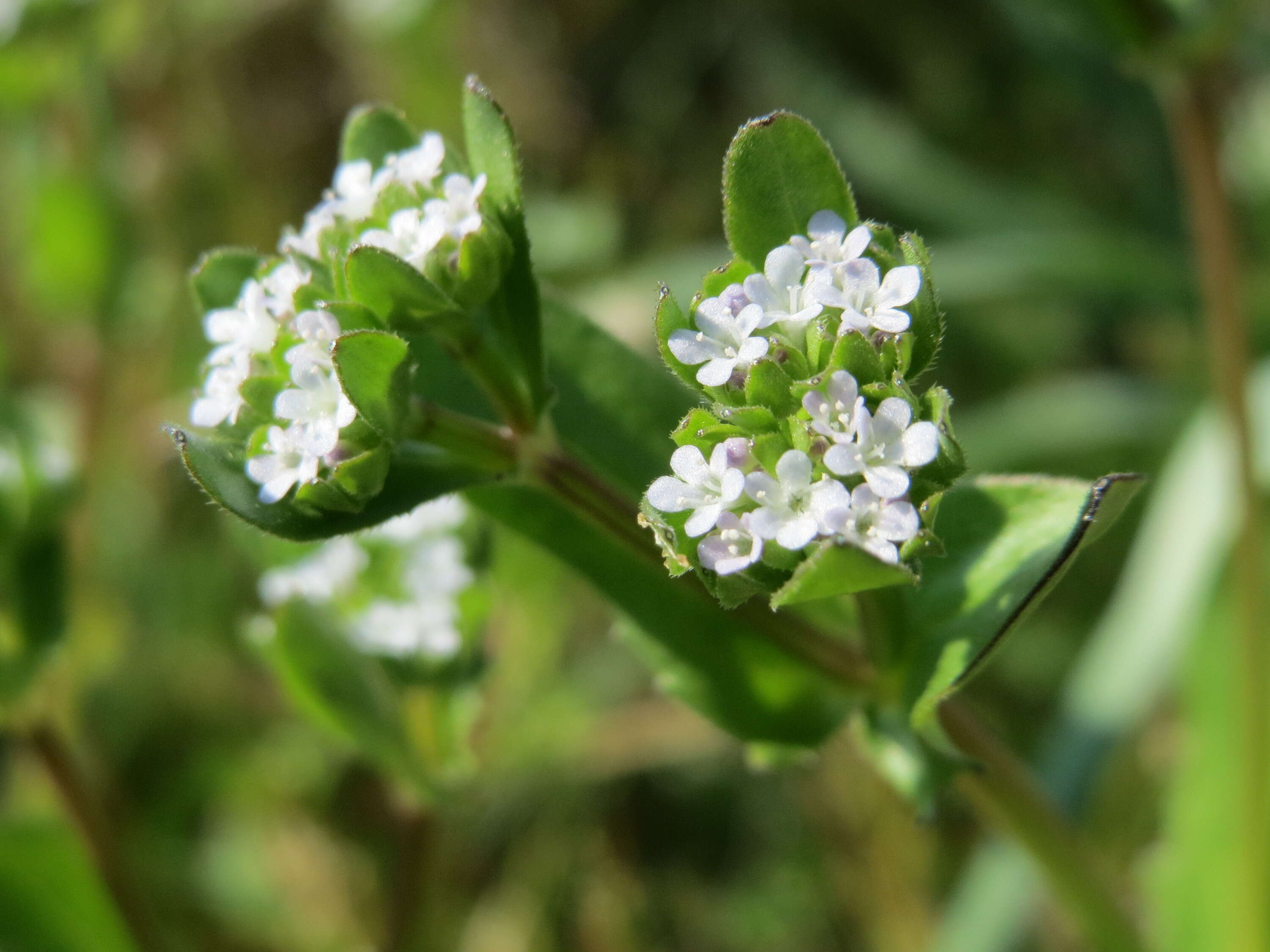 Image of Lewiston cornsalad