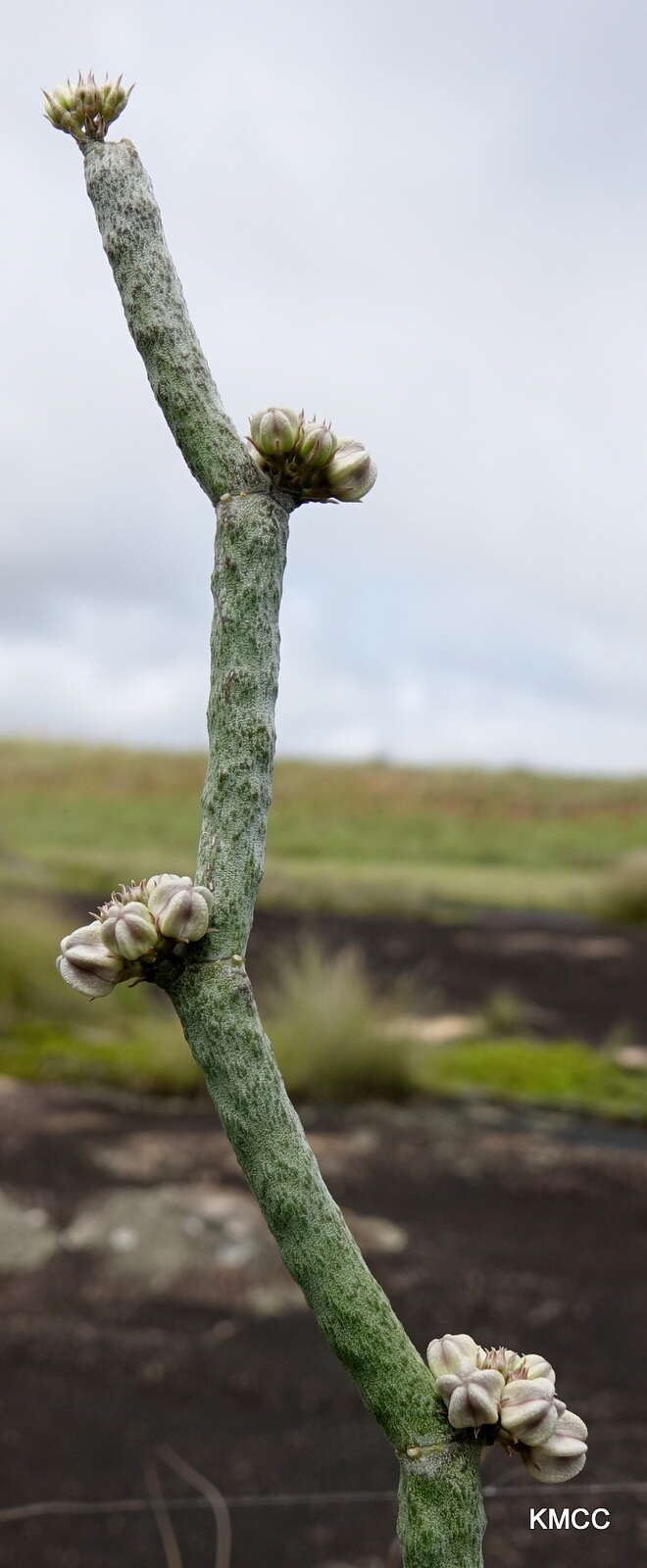 Image of Cynanchum perrieri Choux