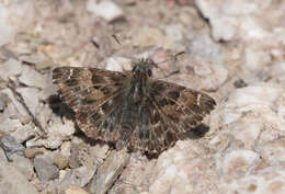 Image of Mallow Skipper