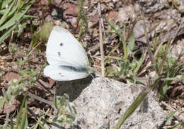 Image of small white