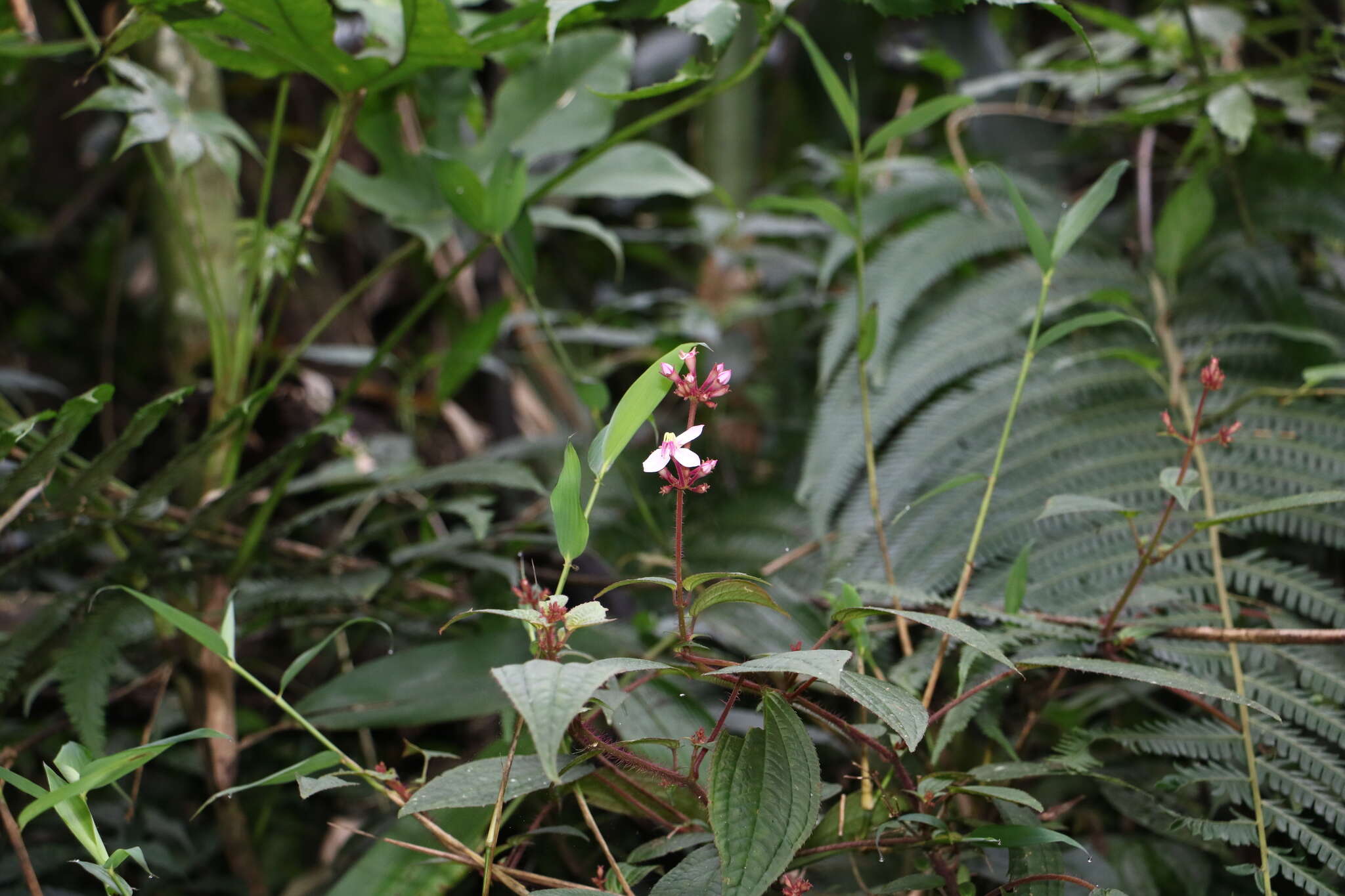 Bredia hirsuta var. scandens Ito & Matsum.的圖片