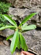 Plancia ëd Droceloncia rigidifolia (Baill.) J. Léonard