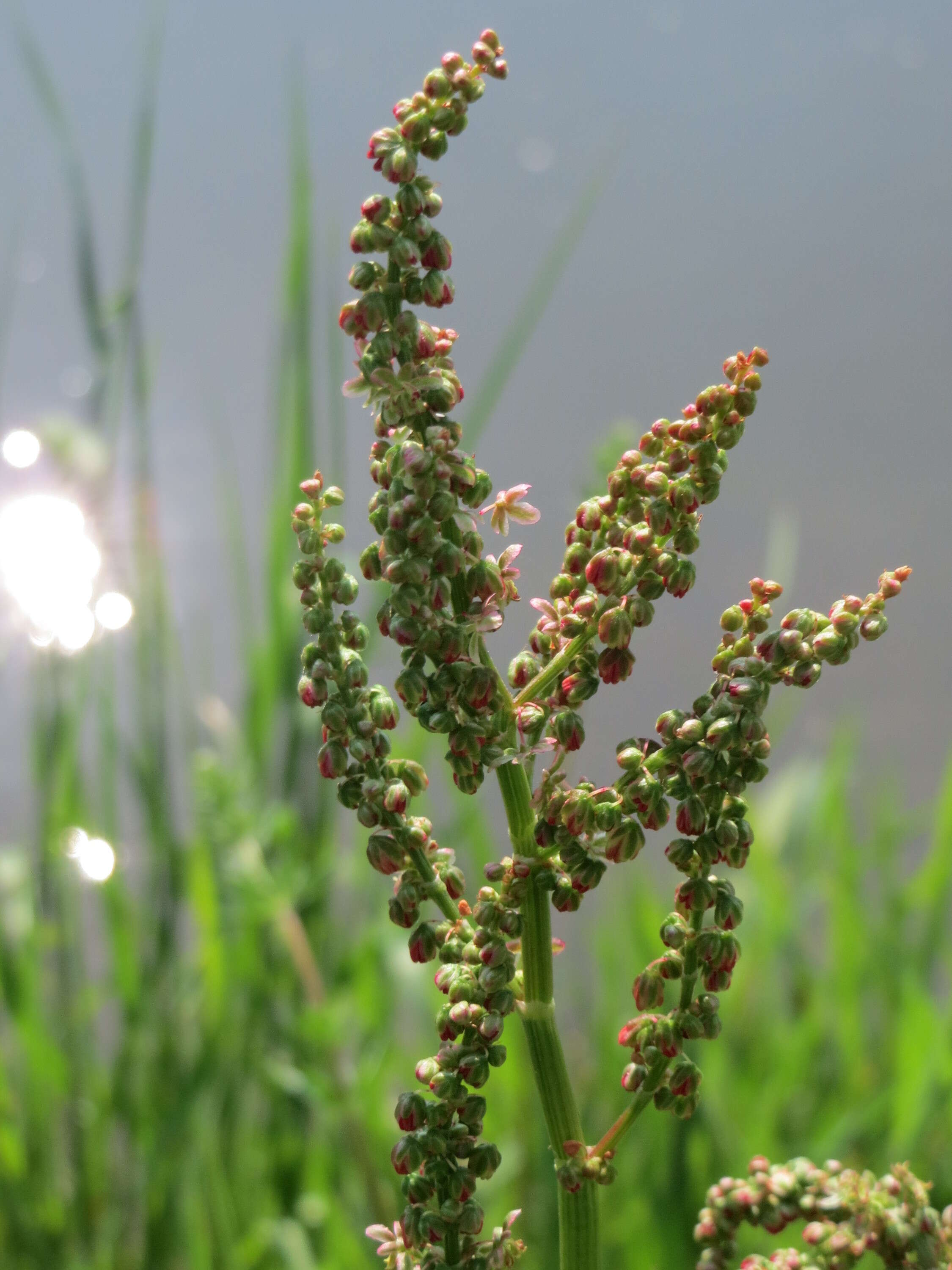 Image of Common Sorrel