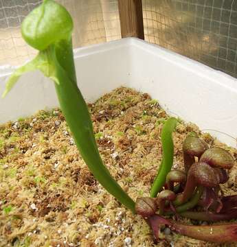 Image of California pitcherplant