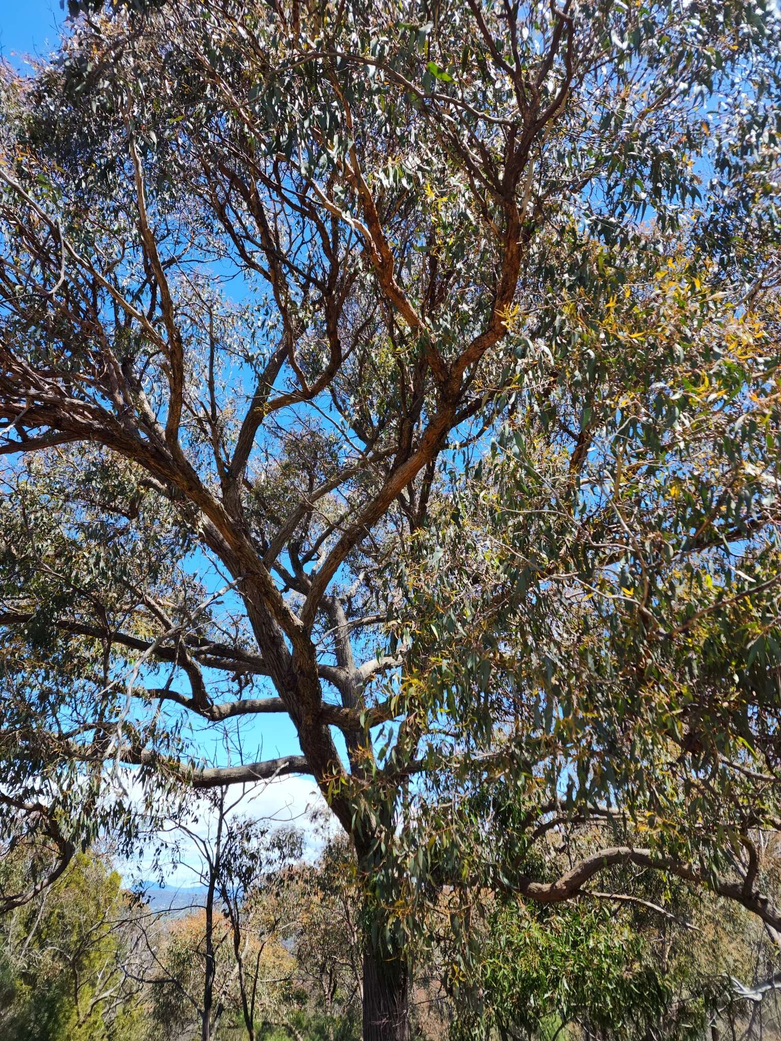 Image of Eucalyptus macrorhyncha subsp. macrorhyncha