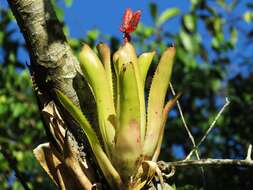 Image of Aechmea tillandsioides (Mart. ex Schult. & Schult. fil.) Baker