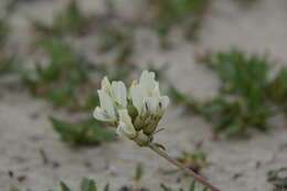 Plancia ëd Oxytropis sordida