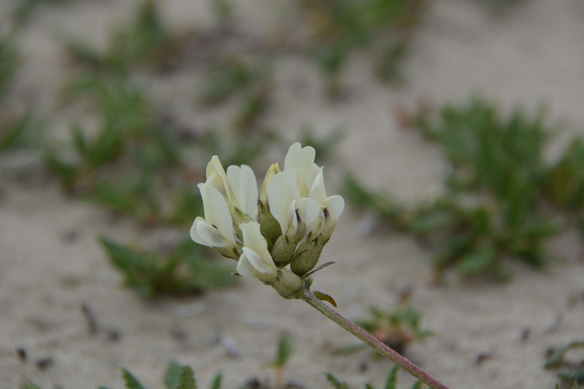 Sivun Oxytropis sordida kuva