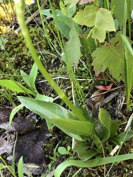 Image of Shining Ladies'-Tresses