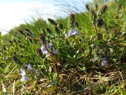 Image of Sprawling Speedwell