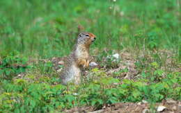 Image of Columbian ground squirrel